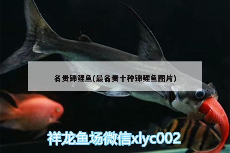 名贵锦鲤鱼(最名贵十种锦鲤鱼图片) 名贵锦鲤鱼