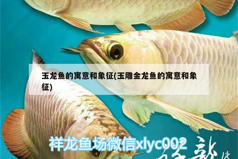 玉龙鱼的寓意和象征(玉雕金龙鱼的寓意和象征) 黄鳍鲳鱼