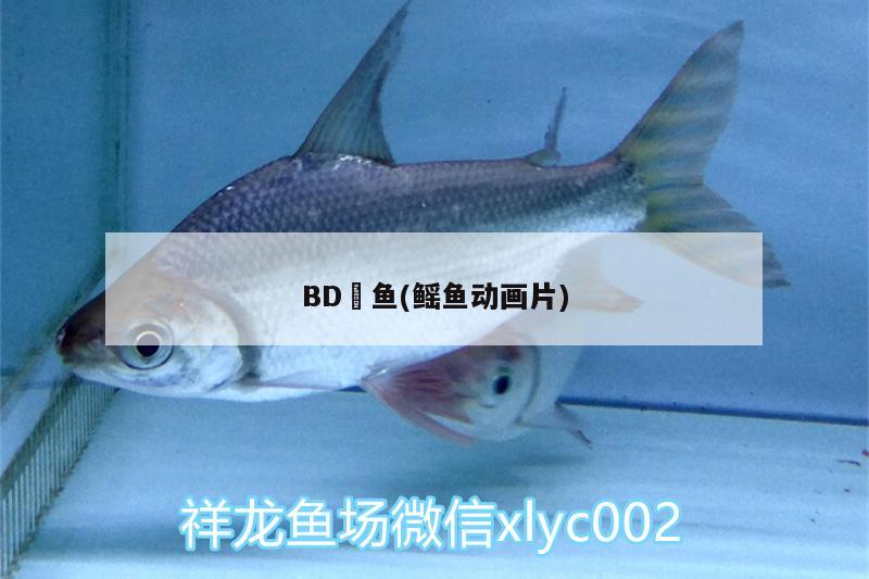 BD魟鱼(鳐鱼动画片)