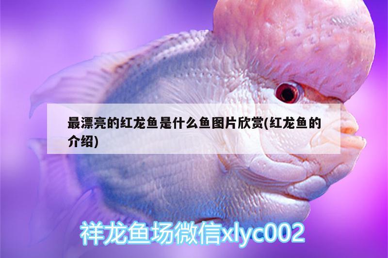 最漂亮的红龙鱼是什么鱼图片欣赏(红龙鱼的介绍) 白子黄化银龙鱼