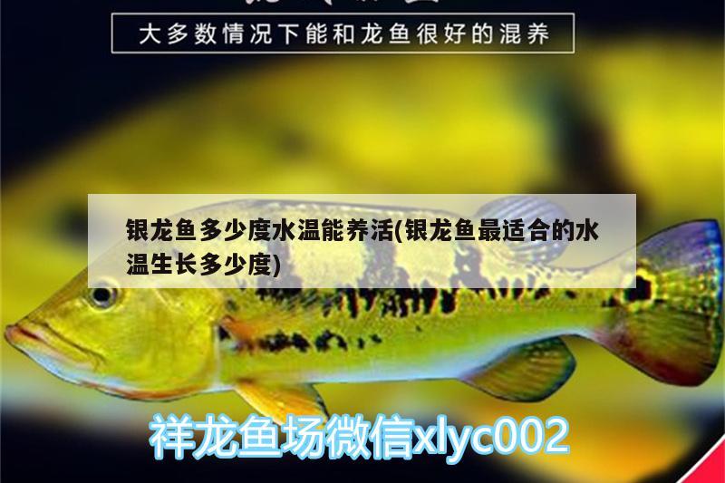 银龙鱼多少度水温能养活(银龙鱼最适合的水温生长多少度) 银龙鱼