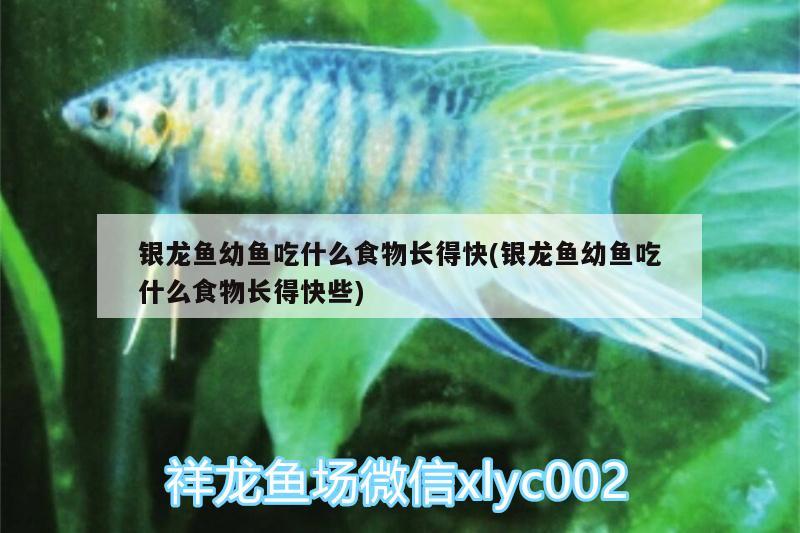 银龙鱼幼鱼吃什么食物长得快(银龙鱼幼鱼吃什么食物长得快些) 银龙鱼
