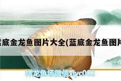 紫底金龙鱼图片大全(蓝底金龙鱼图片)
