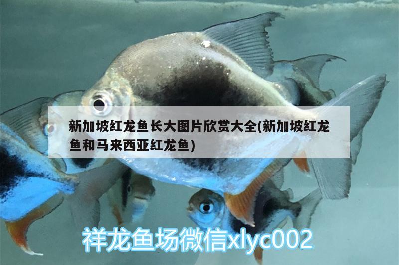 新加坡红龙鱼长大图片欣赏大全(新加坡红龙鱼和马来西亚红龙鱼)