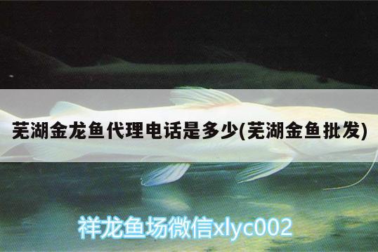 芜湖金龙鱼代理电话是多少(芜湖金鱼批发) 观赏鱼企业目录