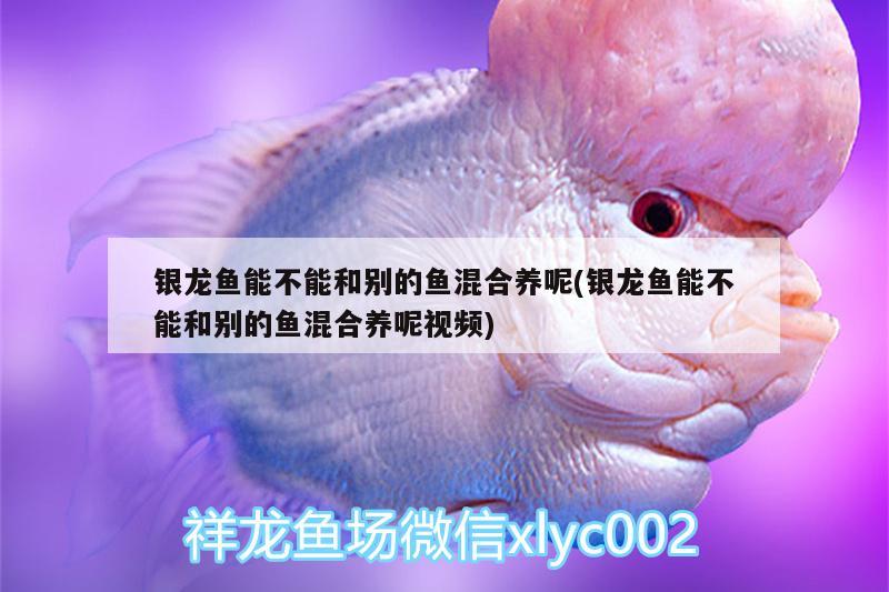 银龙鱼能不能和别的鱼混合养呢(银龙鱼能不能和别的鱼混合养呢视频) 银龙鱼