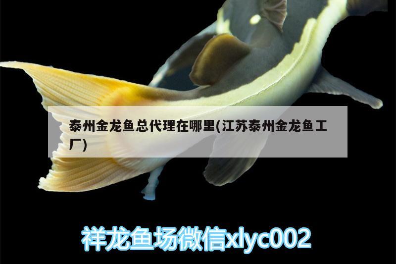 泰州金龙鱼总代理在哪里(江苏泰州金龙鱼工厂) 赤荔凤冠鱼
