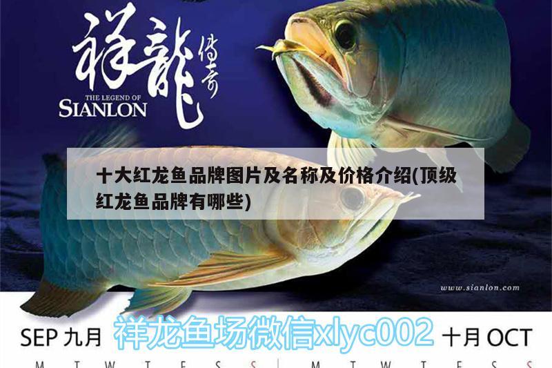 十大红龙鱼品牌图片及名称及价格介绍(顶级红龙鱼品牌有哪些) 财神鹦鹉鱼