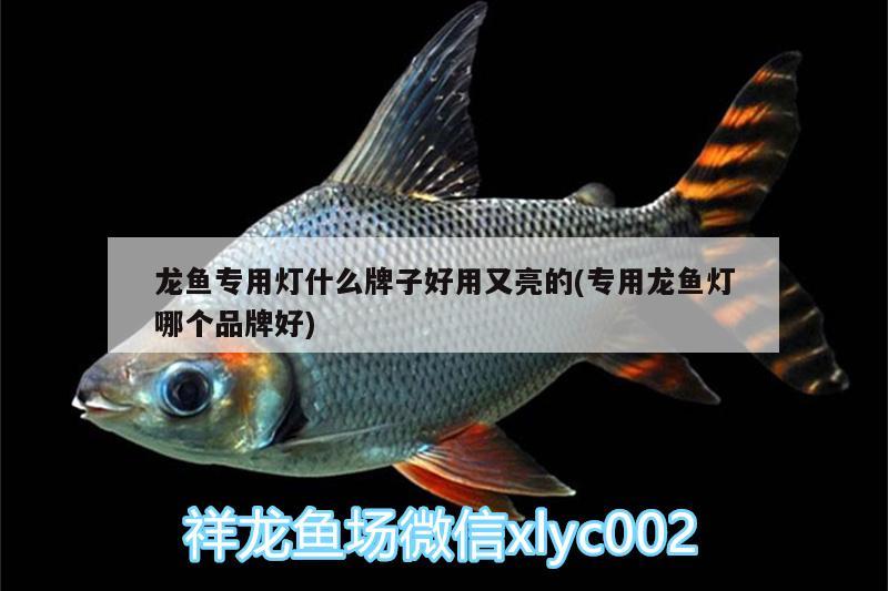 龙鱼专用灯什么牌子好用又亮的(专用龙鱼灯哪个品牌好) 广州观赏鱼鱼苗批发市场