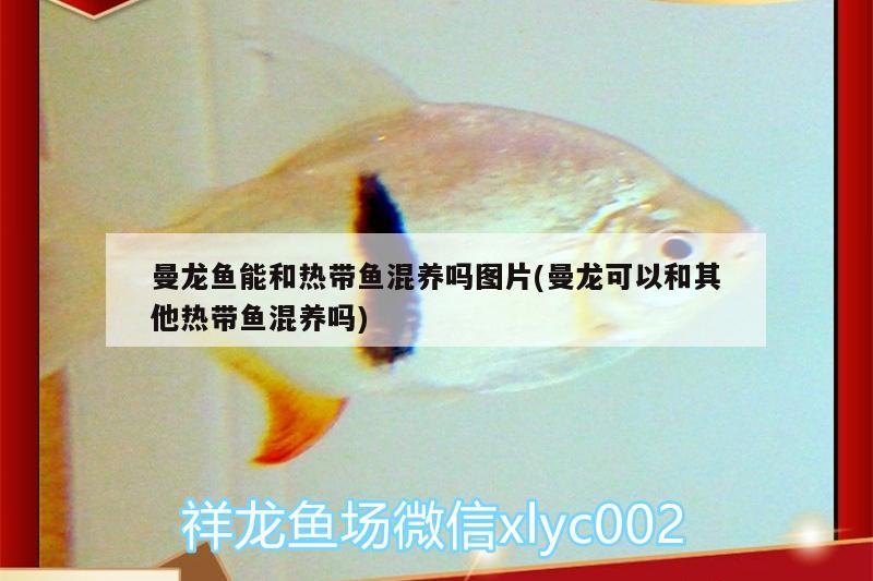 曼龙鱼能和热带鱼混养吗图片(曼龙可以和其他热带鱼混养吗) 养鱼的好处