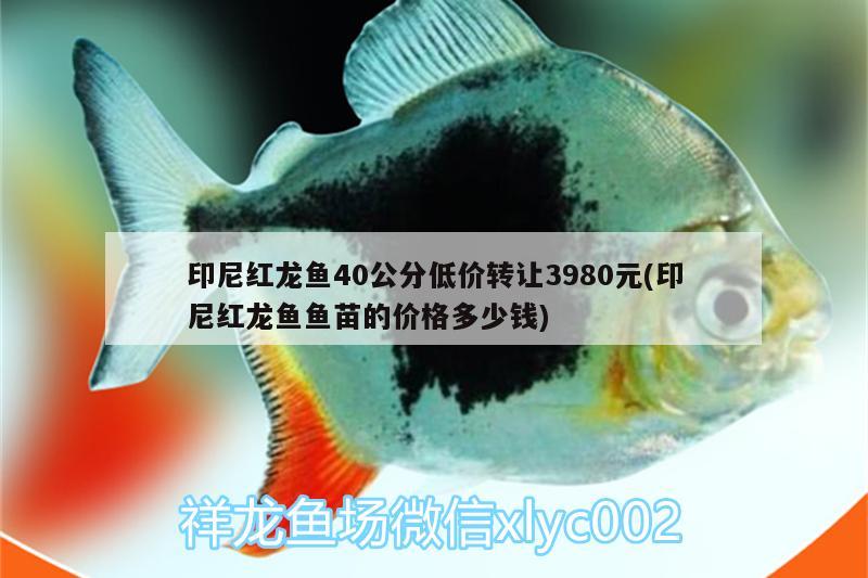 印尼红龙鱼40公分低价转让3980元(印尼红龙鱼鱼苗的价格多少钱) 印尼红龙鱼