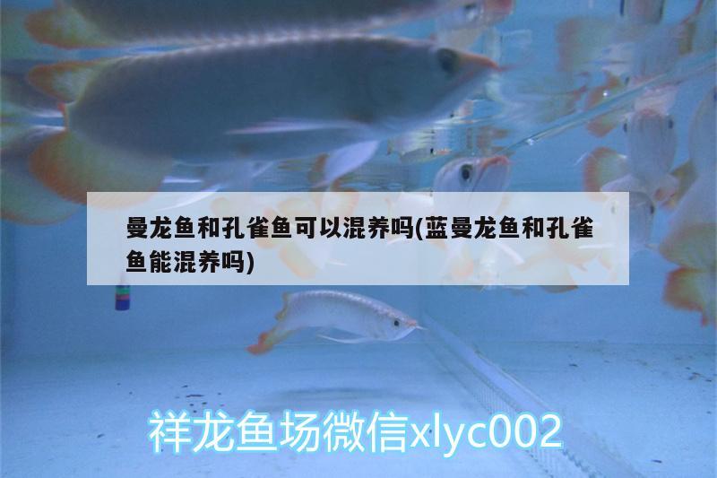 曼龙鱼和孔雀鱼可以混养吗(蓝曼龙鱼和孔雀鱼能混养吗) 二氧化碳设备