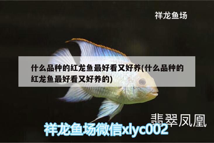 什么品种的红龙鱼最好看又好养(什么品种的红龙鱼最好看又好养的) 广州水族器材滤材批发市场