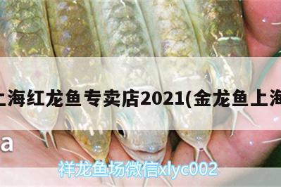 上海红龙鱼专卖店2021(金龙鱼上海) 杰西卡恐龙鱼