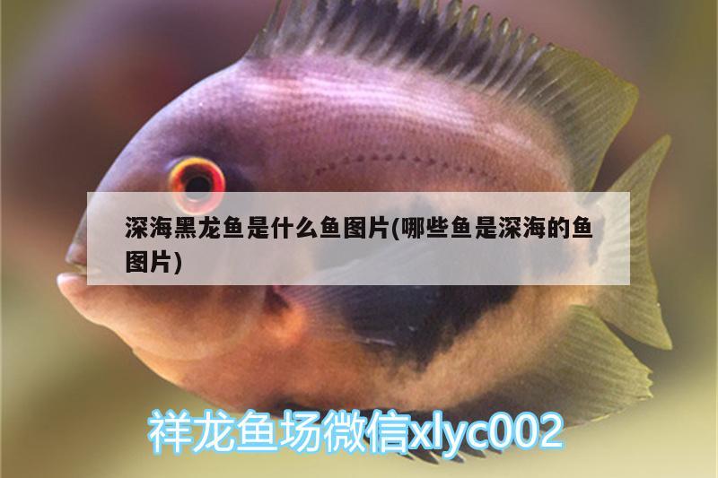 深海黑龙鱼是什么鱼图片(哪些鱼是深海的鱼图片) 广州水族批发市场