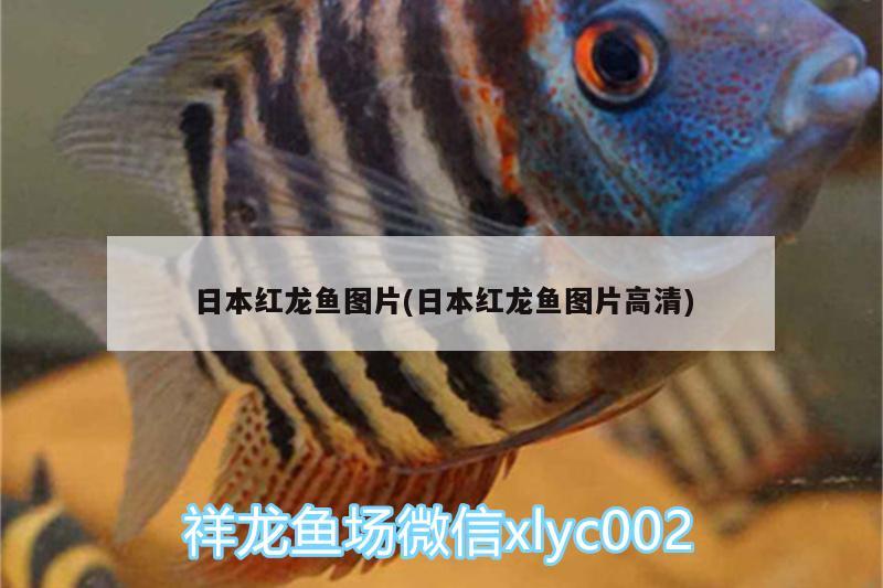 日本红龙鱼图片(日本红龙鱼图片高清) 金龙福龙鱼