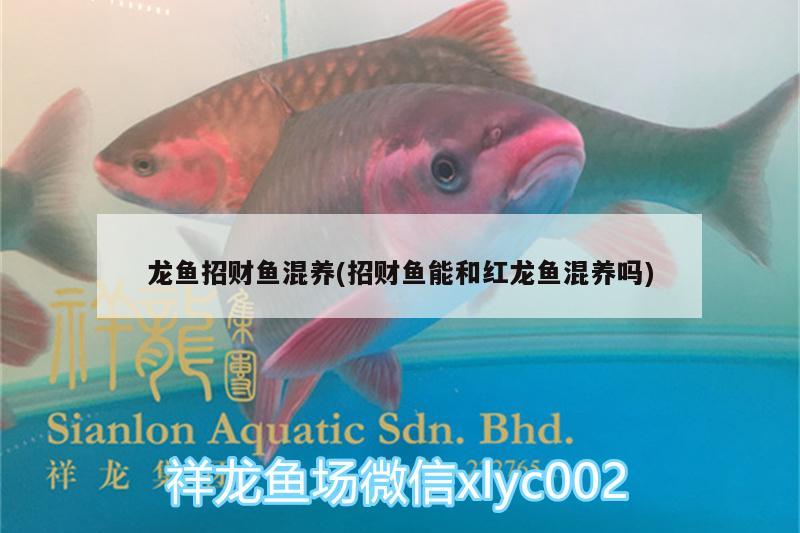 龙鱼招财鱼混养(招财鱼能和红龙鱼混养吗) 水族品牌
