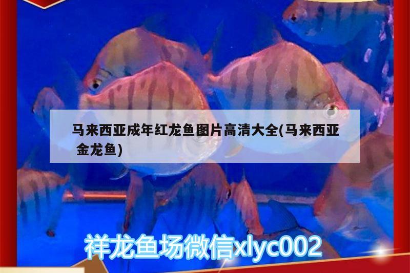 马来西亚成年红龙鱼图片高清大全(马来西亚金龙鱼) 豹纹夫鱼苗