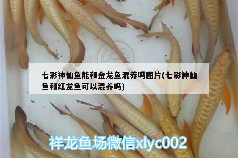 七彩神仙鱼能和金龙鱼混养吗图片(七彩神仙鱼和红龙鱼可以混养吗)