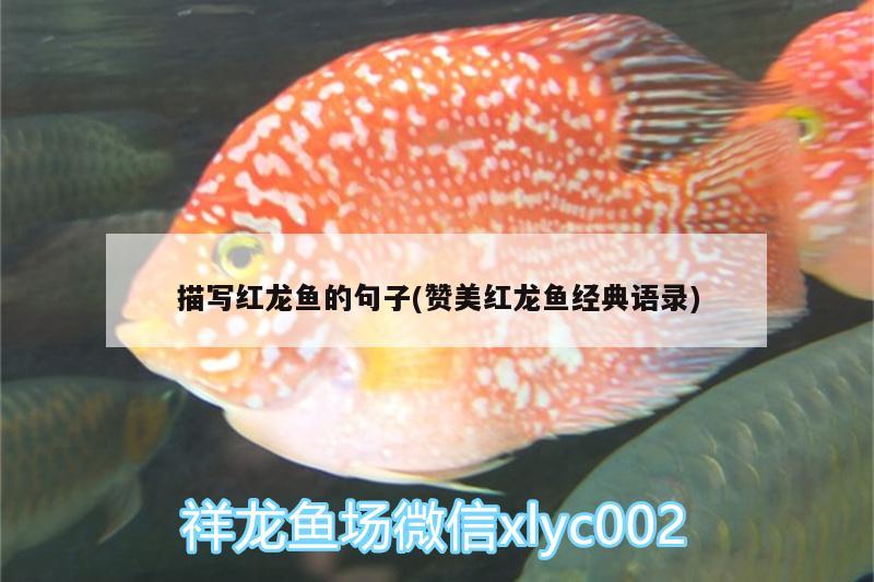 描写红龙鱼的句子(赞美红龙鱼经典语录) 鱼缸清洁用具