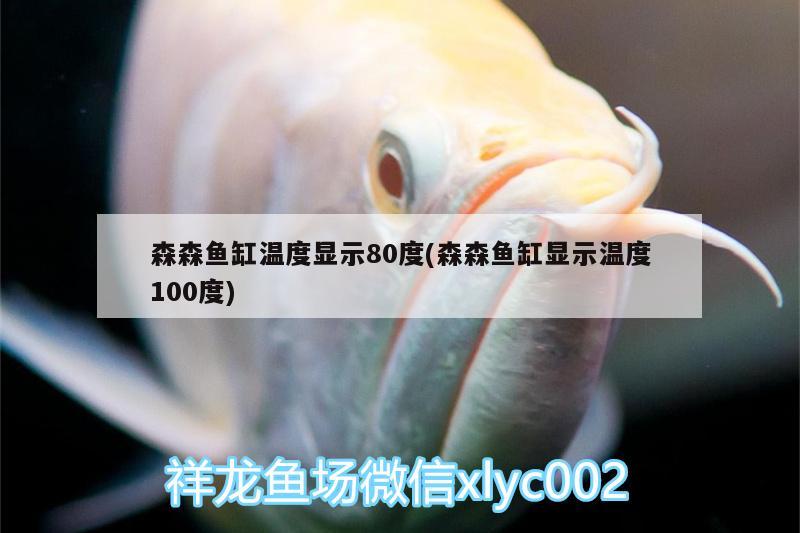 森森鱼缸温度显示80度(森森鱼缸显示温度100度) 泰国雪鲫鱼