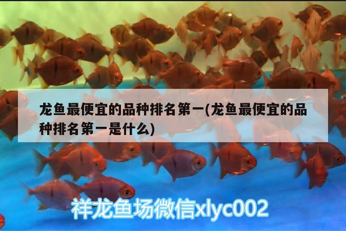 龙鱼最便宜的品种排名第一(龙鱼最便宜的品种排名第一是什么) 广州水族器材滤材批发市场