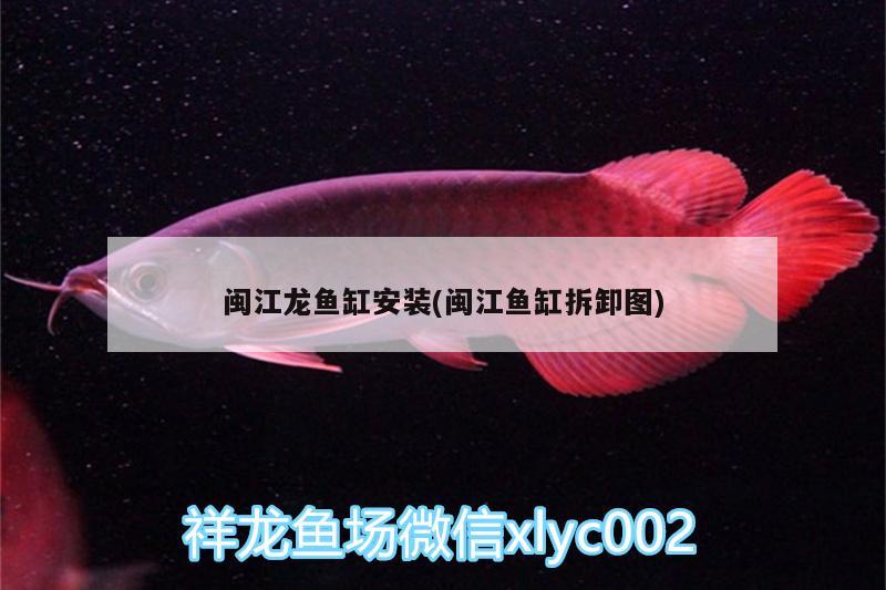 闽江龙鱼缸安装(闽江鱼缸拆卸图) 银河星钻鱼