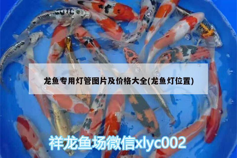 龙鱼专用灯管图片及价格大全(龙鱼灯位置) 赤荔凤冠鱼