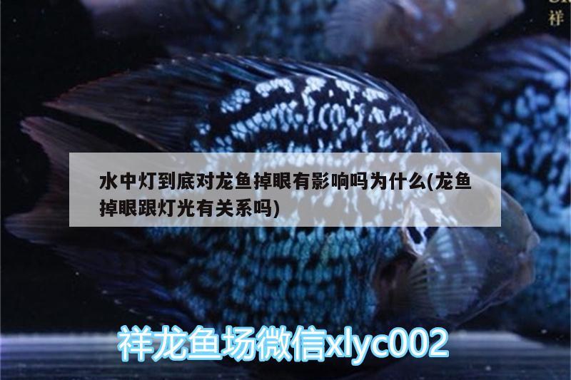 水中灯到底对龙鱼掉眼有影响吗为什么(龙鱼掉眼跟灯光有关系吗) 马拉莫宝石鱼