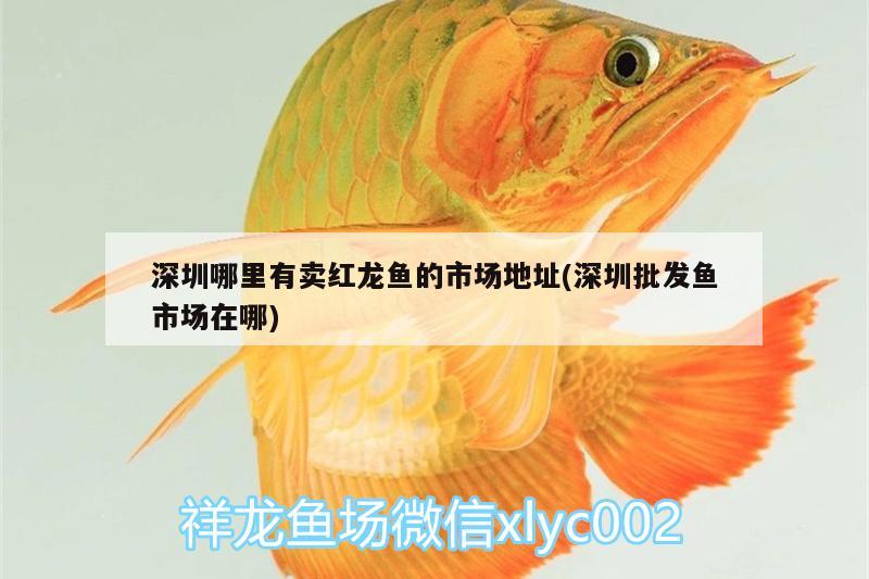 深圳哪里有卖红龙鱼的市场地址(深圳批发鱼市场在哪)
