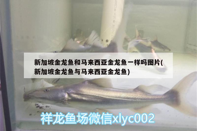 新加坡金龙鱼和马来西亚金龙鱼一样吗图片(新加坡金龙鱼与马来西亚金龙鱼)