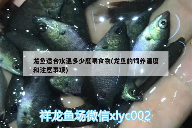 龙鱼适合水温多少度喂食物(龙鱼的饲养温度和注意事项) 祥龙金禾金龙鱼