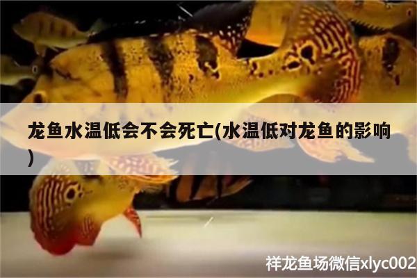 龙鱼水温低会不会死亡(水温低对龙鱼的影响) 黄金鸭嘴鱼