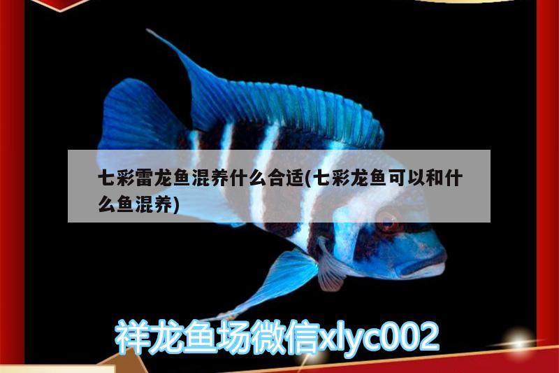 七彩雷龙鱼混养什么合适(七彩龙鱼可以和什么鱼混养) 萨伊蓝鱼