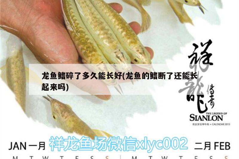 龙鱼鳍碎了多久能长好(龙鱼的鳍断了还能长起来吗) 广州水族批发市场