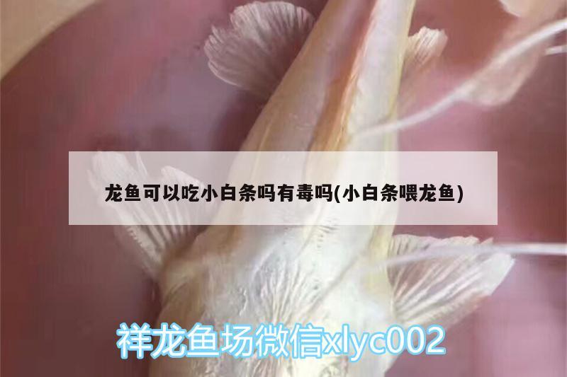 龙鱼可以吃小白条吗有毒吗(小白条喂龙鱼) 熊猫异形鱼L46