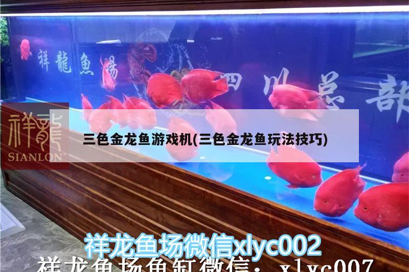 三色金龙鱼游戏机(三色金龙鱼玩法技巧) 广州水族批发市场