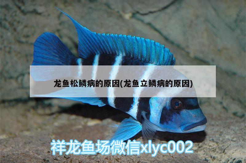 龙鱼松鳞病的原因(龙鱼立鳞病的原因) 熊猫异形鱼L46