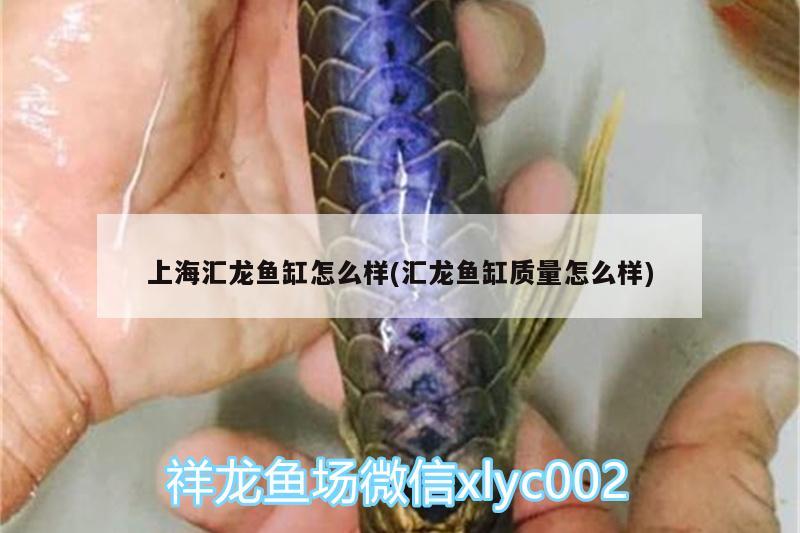 上海汇龙鱼缸怎么样(汇龙鱼缸质量怎么样) BD魟鱼