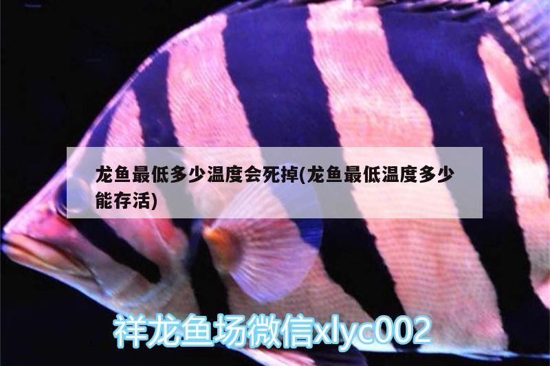 龙鱼最低多少温度会死掉(龙鱼最低温度多少能存活) 红尾平克鱼