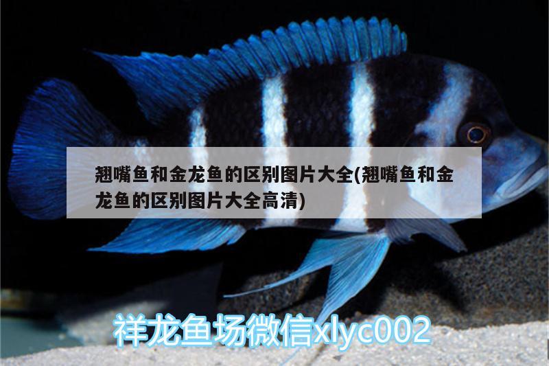 翘嘴鱼和金龙鱼的区别图片大全(翘嘴鱼和金龙鱼的区别图片大全高清)