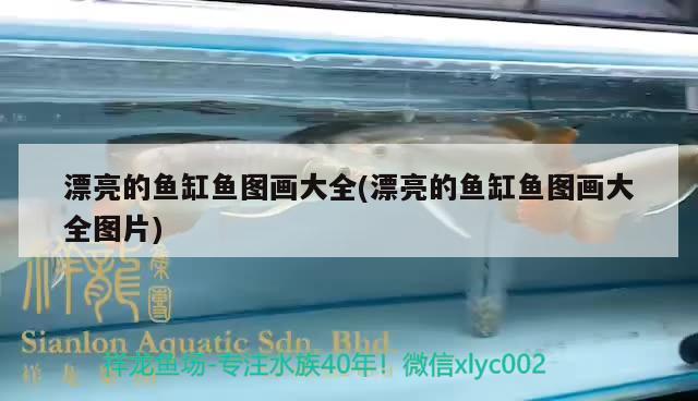 漂亮的鱼缸鱼图画大全(漂亮的鱼缸鱼图画大全图片) 广州水族批发市场