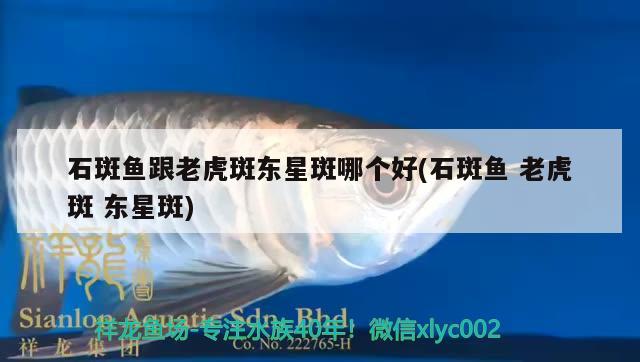 石斑鱼跟老虎斑东星斑哪个好(石斑鱼 老虎斑 东星斑) 广州观赏鱼鱼苗批发市场