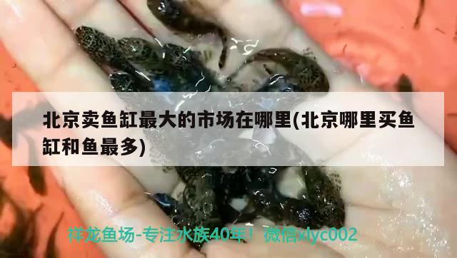 北京卖鱼缸最大的市场在哪里(北京哪里买鱼缸和鱼最多) 除藻剂