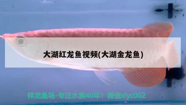 大湖红龙鱼视频(大湖金龙鱼)