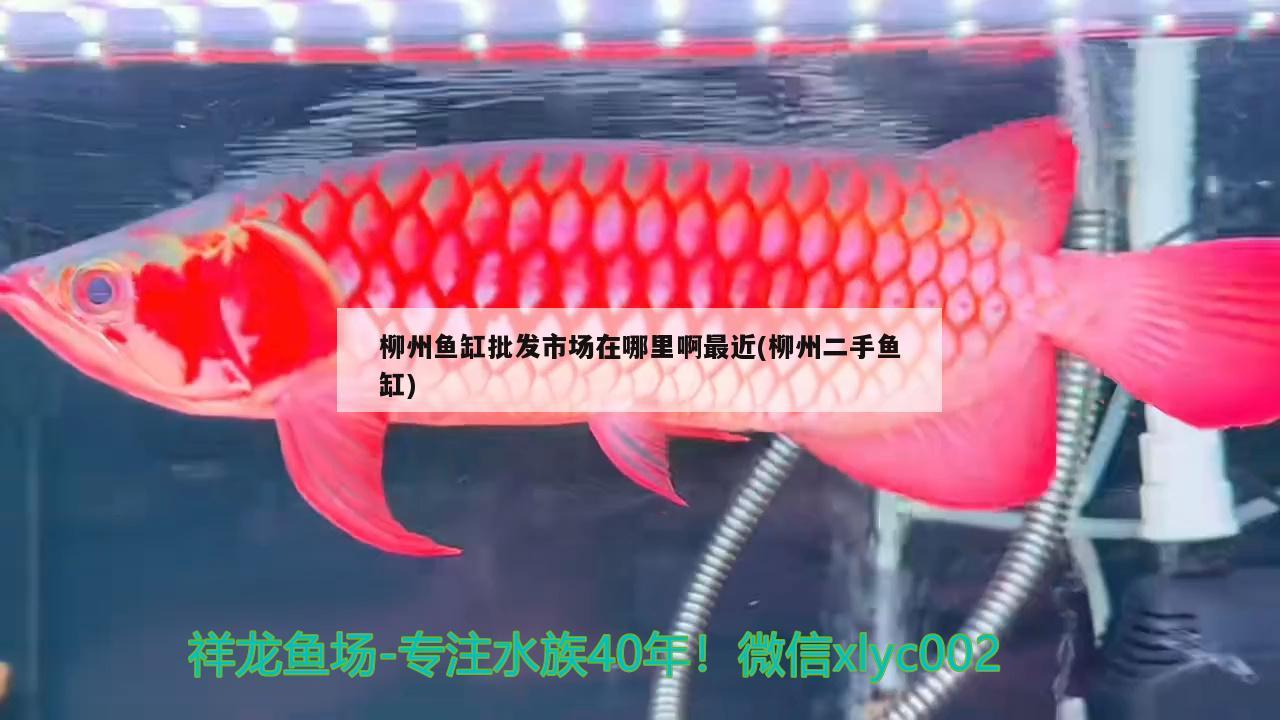柳州鱼缸批发市场在哪里啊最近(柳州二手鱼缸) 祥禾Super Red红龙鱼