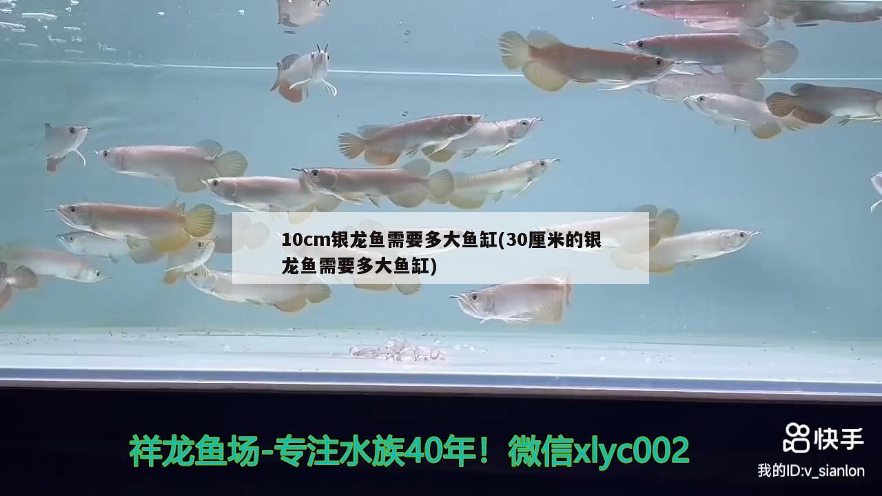 10cm银龙鱼需要多大鱼缸(30厘米的银龙鱼需要多大鱼缸) 银龙鱼
