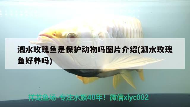 泗水玫瑰鱼是保护动物吗图片介绍(泗水玫瑰鱼好养吗)
