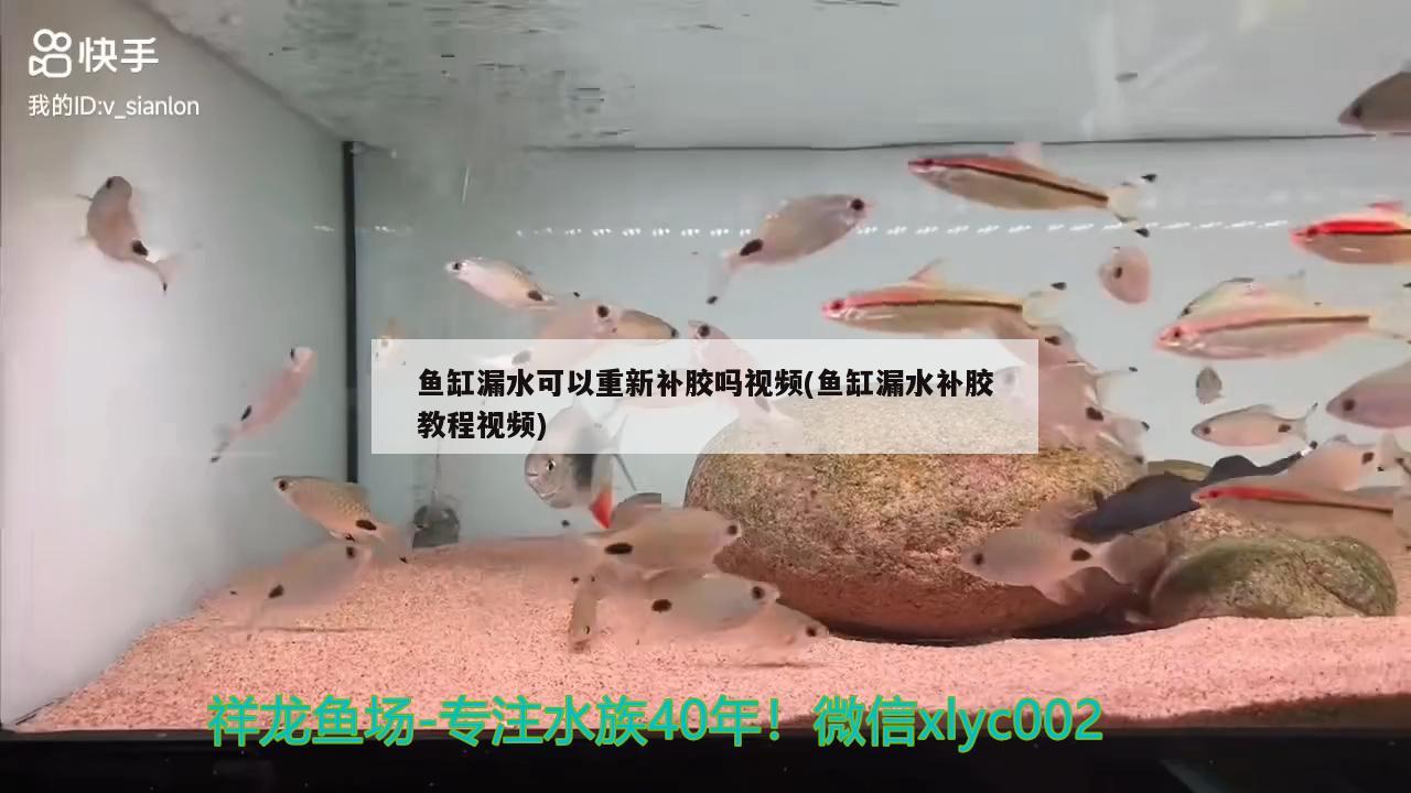 鱼缸漏水可以重新补胶吗视频(鱼缸漏水补胶教程视频)