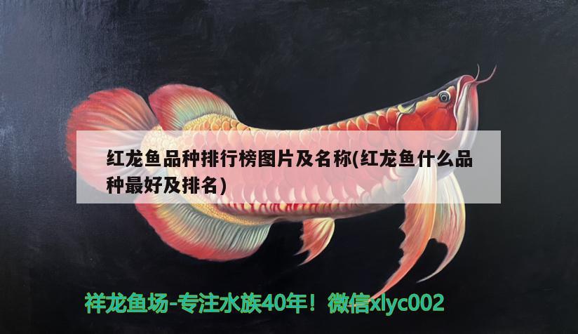 红龙鱼品种排行榜图片及名称(红龙鱼什么品种最好及排名) B级过背金龙鱼